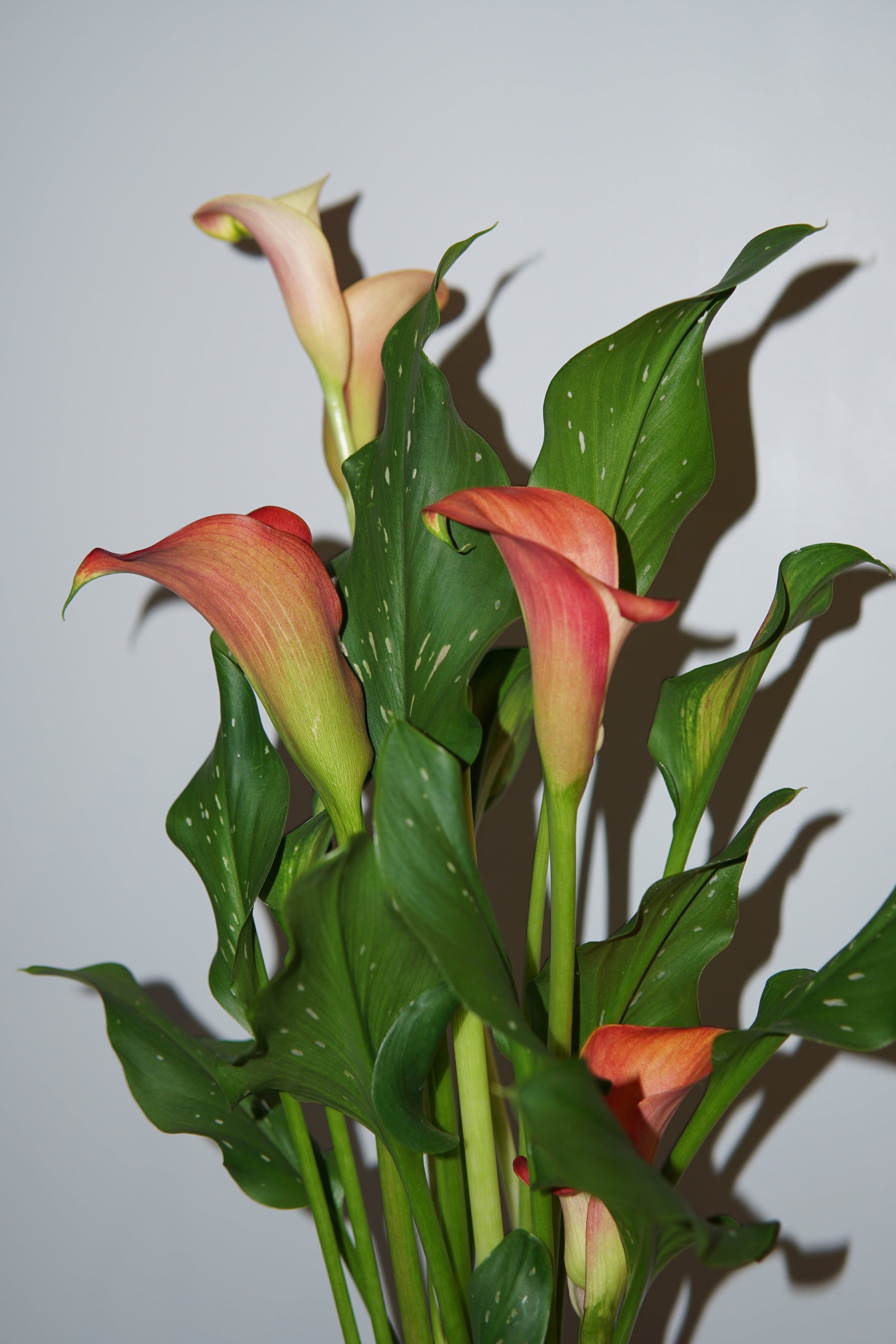 La Bomba Floristry Terracotta CALLA LILIES POTTED (Sunset) La Bomba Floristry Vancouver Canada CALLA LILIES POTTED (Sunset)