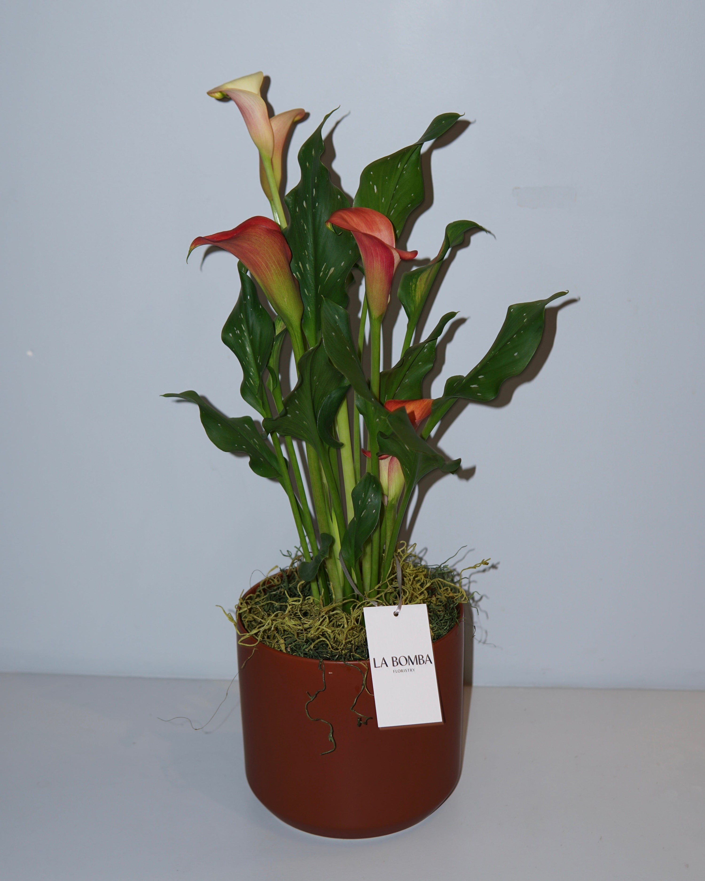 La Bomba Floristry Terracotta CALLA LILIES POTTED (Sunset) La Bomba Floristry Vancouver Canada CALLA LILIES POTTED (Sunset)