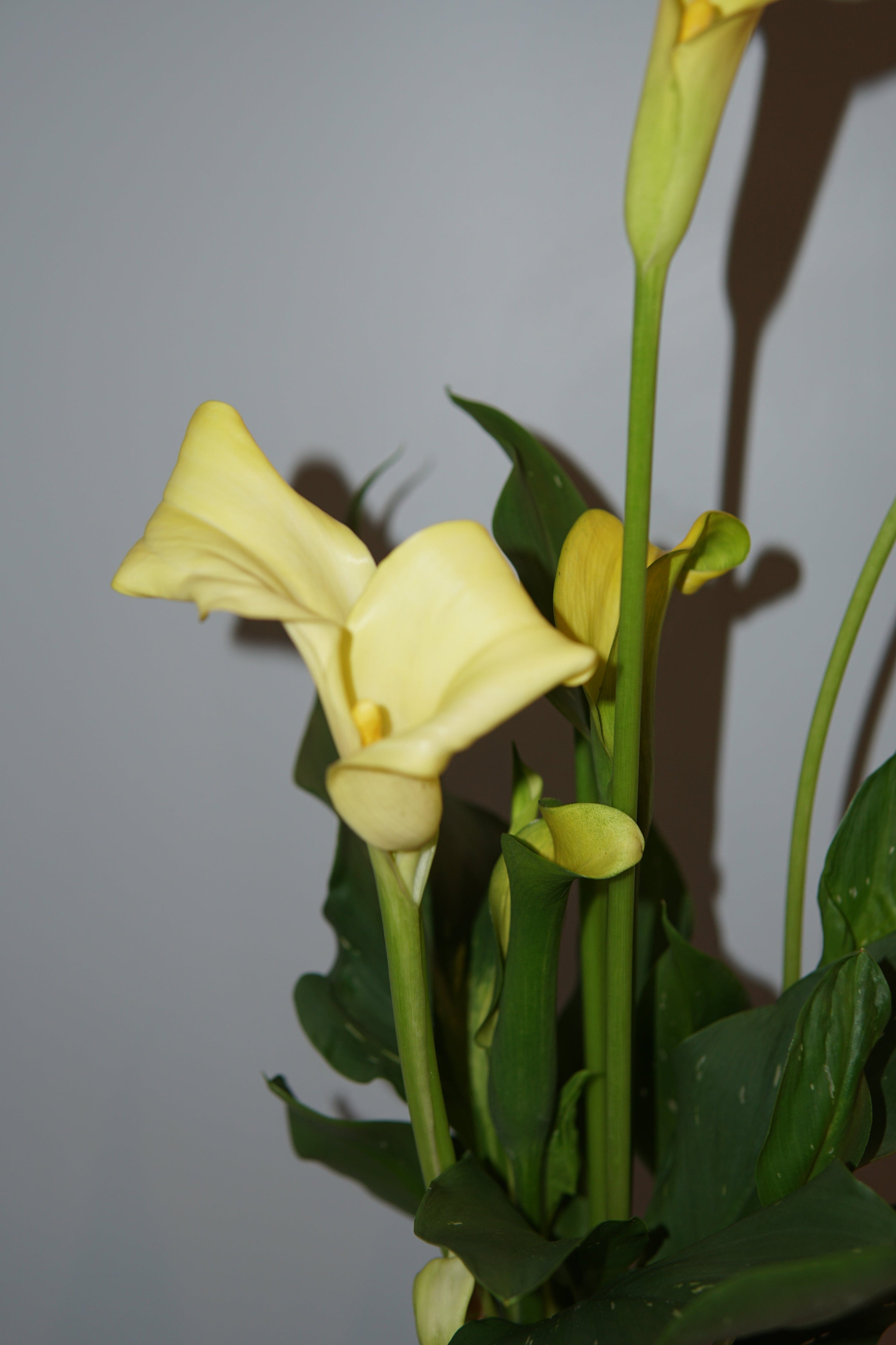 La Bomba Floristry Terracotta CALLA LILIES POTTED (YELLOW) La Bomba Floristry Vancouver Canada CALLA LILIES POTTED (YELLOW)
