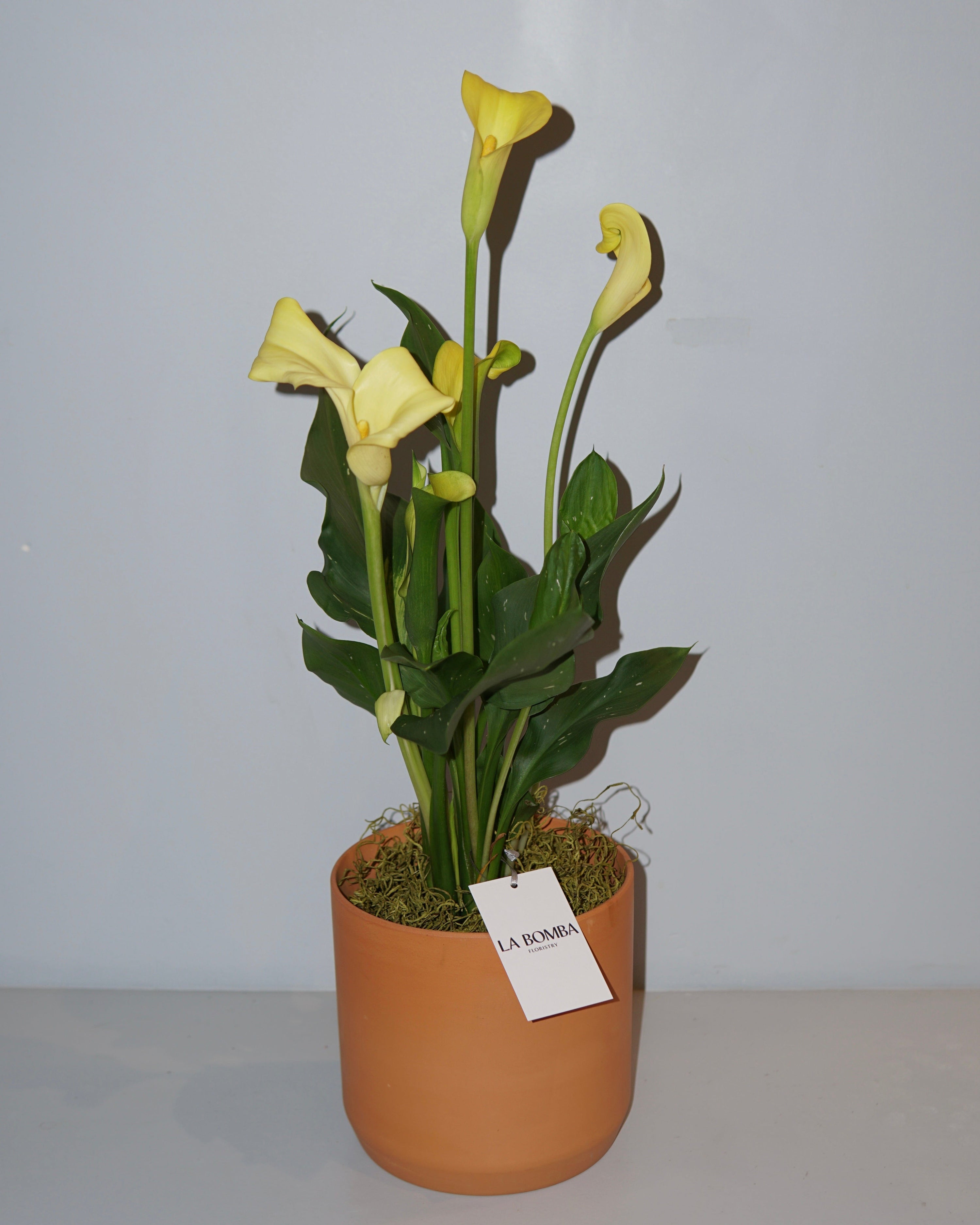 La Bomba Floristry Terracotta CALLA LILIES POTTED (YELLOW) La Bomba Floristry Vancouver Canada CALLA LILIES POTTED (YELLOW)