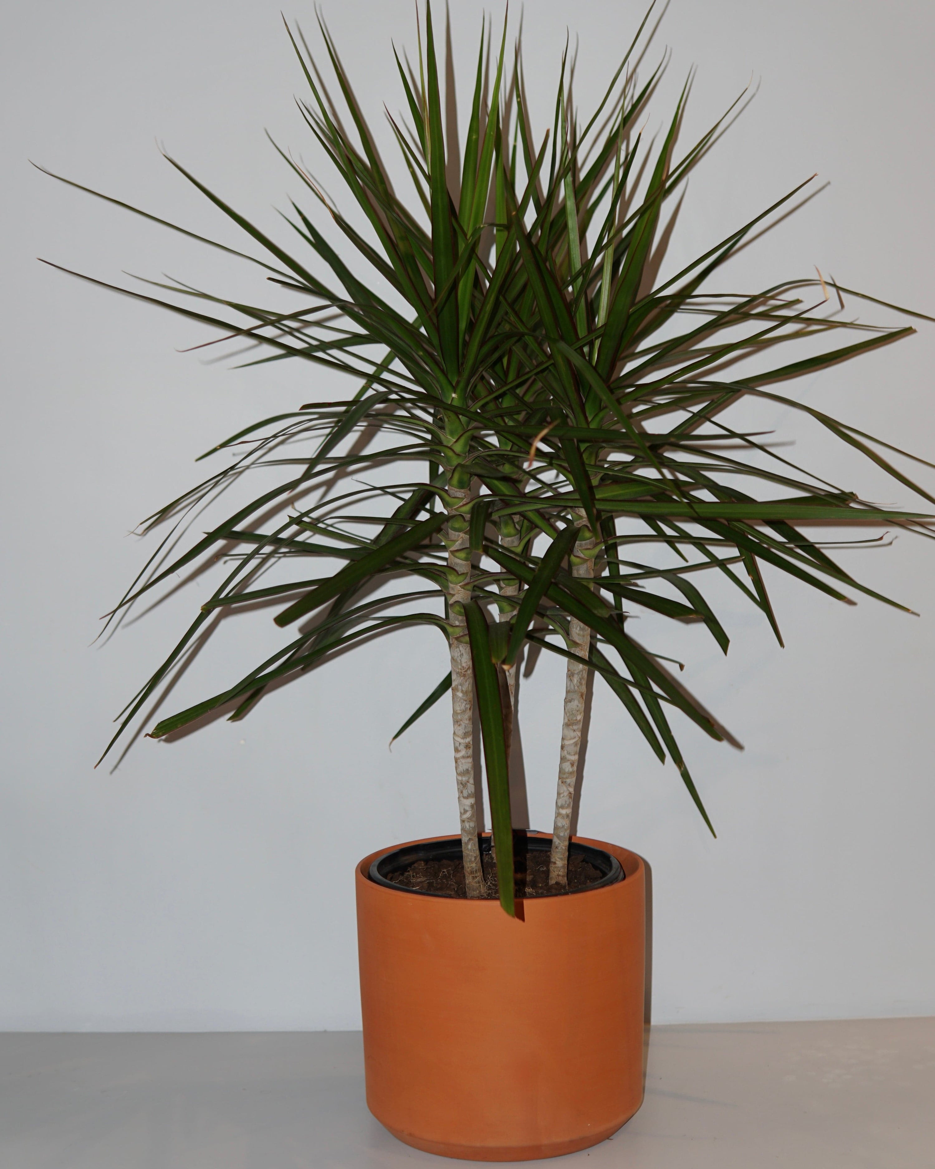 La Bomba Floristry Terracotta Dracaena Marginat Potted La Bomba Floristry Vancouver Canada Dracaena Marginat Potted