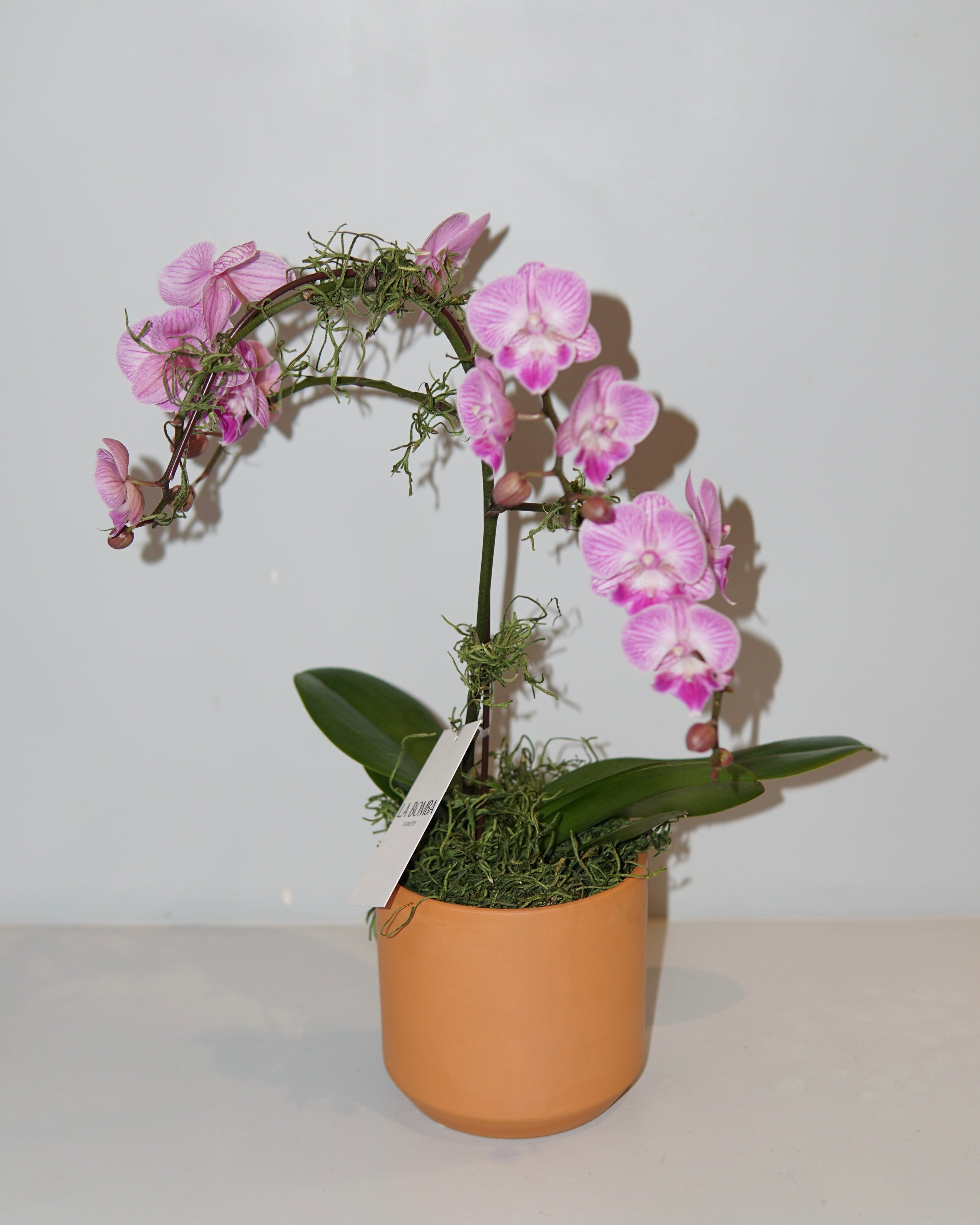 La Bomba Floristry Terracotta PHALAENOPSIS ORCHID POTTED (PINK ) La Bomba Floristry Vancouver Canada PHALAENOPSIS ORCHID POTTED (PINK )