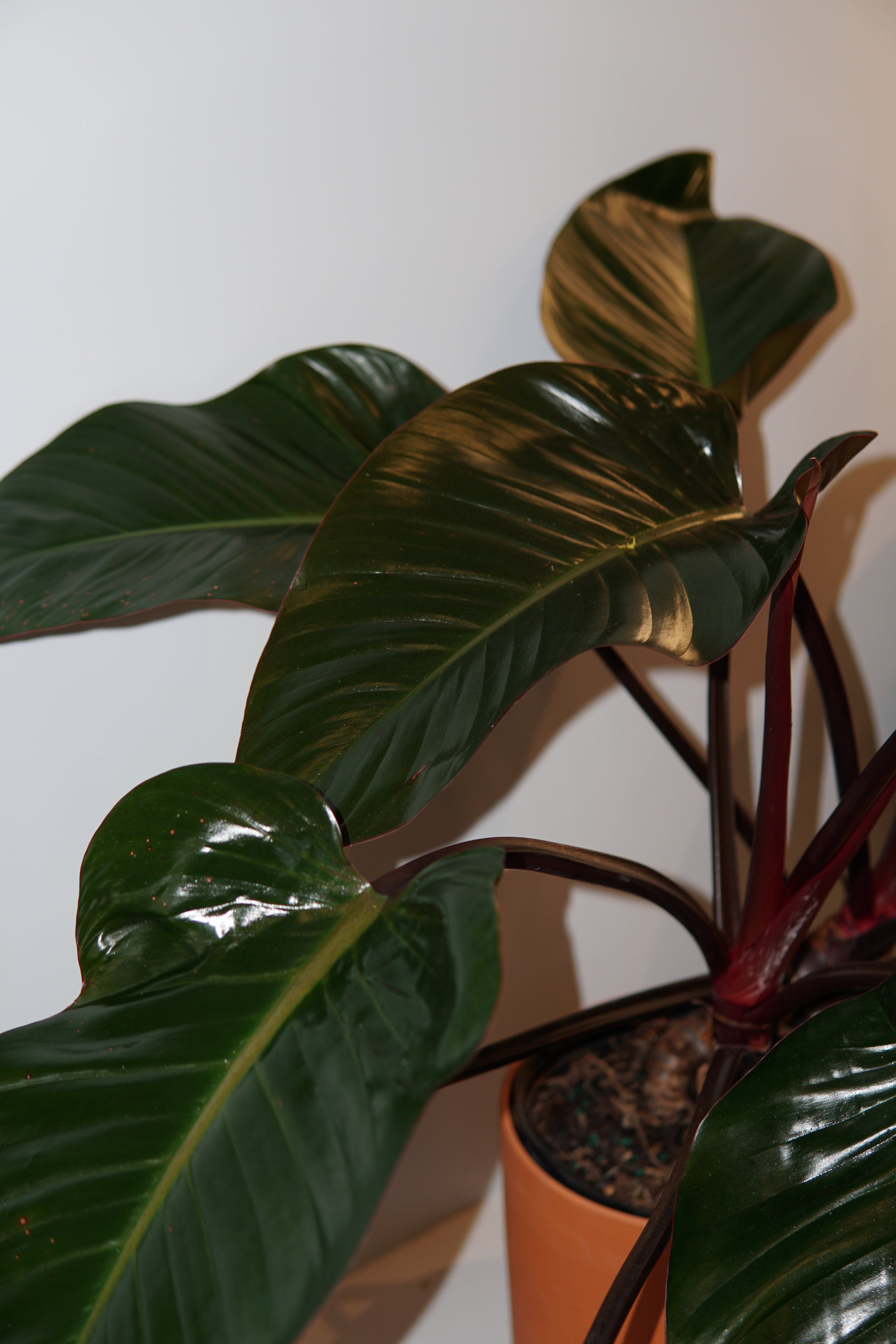 La Bomba Floristry Terracotta Philodendron erubescens La Bomba Floristry Vancouver Canada Philodendron erubescens
