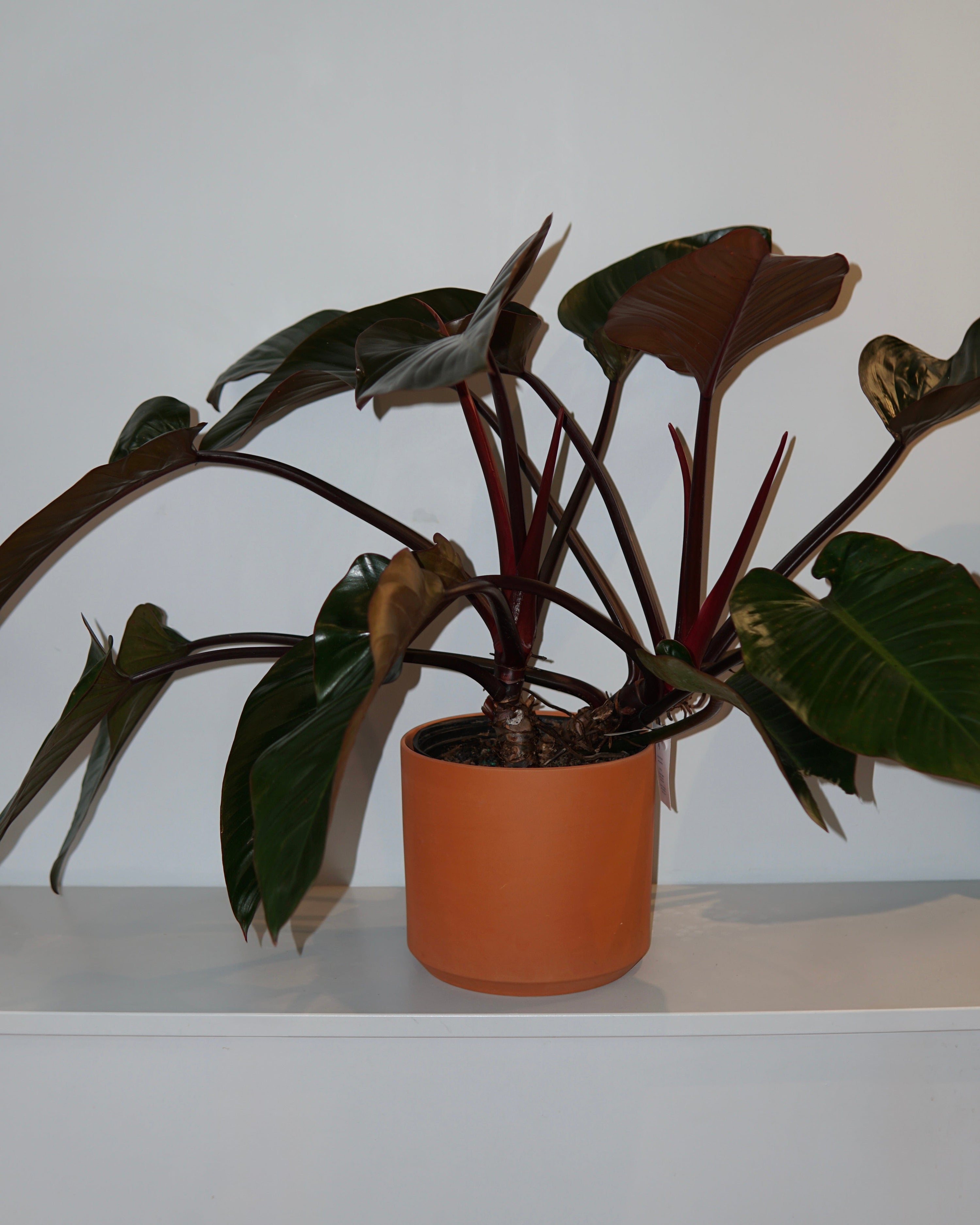 philodendron erubesens Philodendron erubescens – La Bomba Floristry